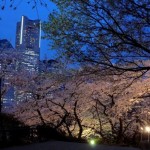 ライトに浮かび上がり、幻想的な雰囲気を醸し出す掃部山公園の夜桜